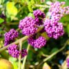 American Beautyberry Plant