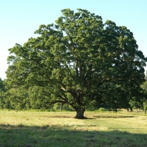 Alternative view of Dwarf Chinkapin Oak Tree From 1 To 2 Feet Height No Pot