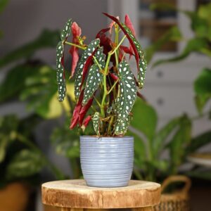 Alternative view of Polka Dot Begonia Plant