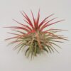 Air Plant Tillandsia Iona Red Single Plant