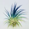 Air Plant Tillandsia Iona Dark Blue Indigo Single Plant