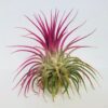 Air Plant Tillandsia Iona Pink Single Plant