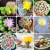 Mix Lithop Succulent Plants