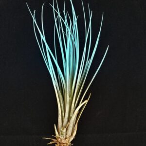 5FUN3 Fun Pack Juncea enhanced Mix if 5 Airplant