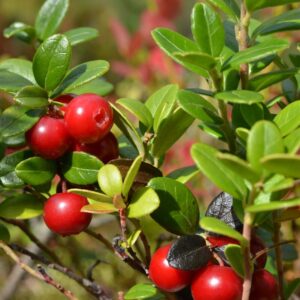 Thu seed 35 Lingonberry