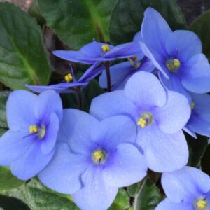 Alternative view of African Violet