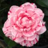 White Pink Camellia Live Plant in 4" Pot