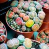 30 Mix Lithops Succulent Plants Living Stone