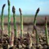 6 Green Asparagus Plants - Perennial Vegetable Plants - Outdoor Spring Vegetable - Zone 2 To 9