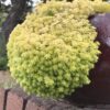Sedum Yellow Stonecrop Plant - 4 Inches Pot - Rare Succulent - Live Succulents Plant Indoor House Plant