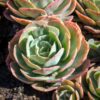 Echeveria Dusty Rose Succulent Plants