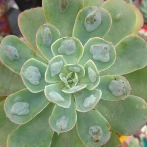 64 16 Echeveria Raindrops Succulent Plants