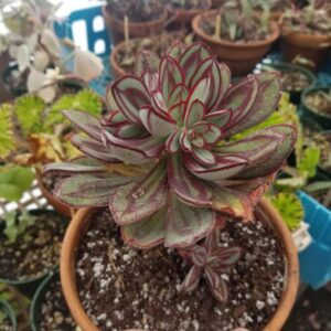 25 60 Echeveria Nodulosa Succulent Plants
