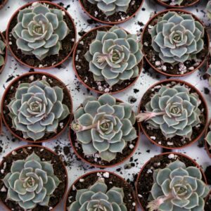 9 73 Echeveria Subsessilis Succulent Plants