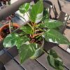 White Princess Philodendron Plant