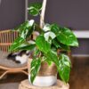 White Princess Philodendron Plant