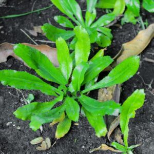 158 2 Culantro Plant