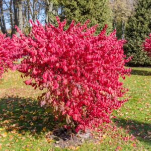 121 3 Burning Bush Trees