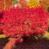 Burning Bush Trees
