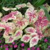 8 Caladium Bulbs