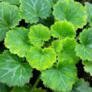 Alternative view of Strawberry Begonia Plant Potted