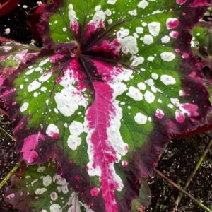 Alternative view of First Kiss Begonia Plant Potted