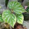 Paleata Palmata Begonia Plant Potted
