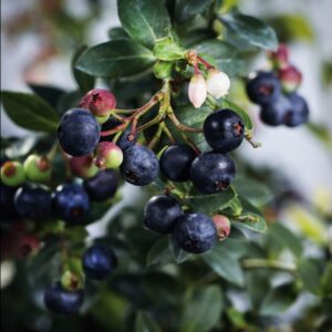 Alternative view of 6 Live Wild Huckleberry Plants Live Black Berries - Berry Plants - 8"-15" - Zones 3-9 - Huckleberries Bushes Shrubs for Planting