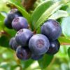 6 Live Oregon Mountain Huckleberry Plants Live Black Berries - Berry Plants - 8"-15" - Zones 3-9 - Huckleberries Bushes Shrubs for Planting