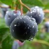 3 Live Oregon Mountain Huckleberry Plants Live Black Berries - Set of 3 Berry Plants - 4"-7" - Zones 3-9 - Huckleberries Bushes Shrubs for Planting