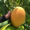 Florigon Mango Tree Grafted - 2-3Ft - 3 Gallon Pot - Tropical Fruit Tree Zones 9-11 - Sweet Flavor Mango Tree Ready to Bear Fruit in 1 Year