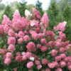 Fire Light Tidbit Panicle Hydrangea