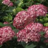 Invincibelle Ruby Hydrangea