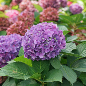 hydrangea lets dance arriba 1 1080 1080 60 38697 1615779212 Let's Dance Iarriba! Bigleaf Hydrangea