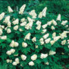 Snow Queen Oakleaf Hydrangea White Blooms