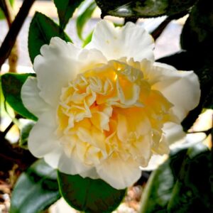 Alternative view of White Yellow Camellia