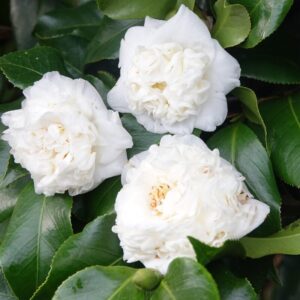 Alternative view of Mine-No-Yuki Camellia