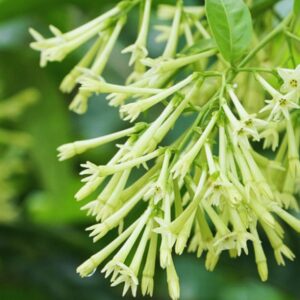 25 49 Night Blooming Jasmine Plant, Cestrum Nocturnum Plant