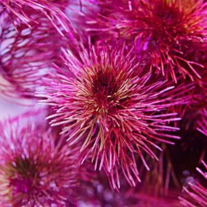 coral 1 2 Purple Cabomba Aquarium Plant