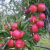 Braeburn Apple Tree, 6-7 Feet Tall