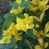 Yellow Jasmine Plant Live