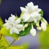 Jasmine Maid of Orleans Plants