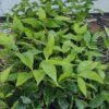 02 Angel Wing Jasmine Plants Live - 5 to 7 Inc Tall