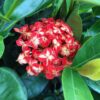 Live Maui Tricolor Ixora Plant