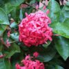 Dwaft Bright Pink Ixora Plants Live