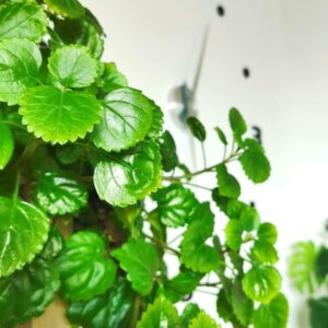 9 61 Green Swedish Ivy Plants Live - 2 Plants in 4 Inc Pot - Plectranthus Plants