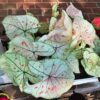 marie moir caladium