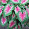 Caladium Rosebud Bulbs