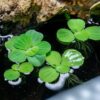 Dwarf Water Lettuce