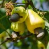 Yellow Cashew